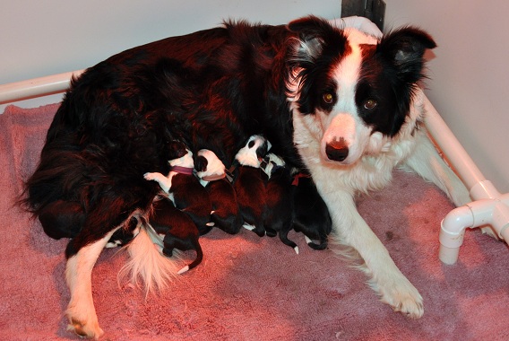Clodagh and pups on the first morning