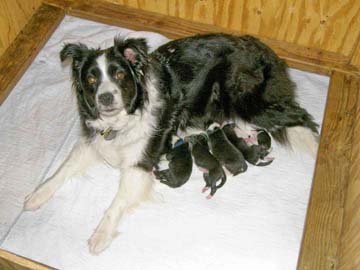 Tegan and her litter on day 1