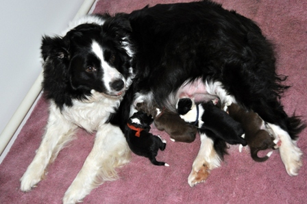Teagn and her litter on the first morning