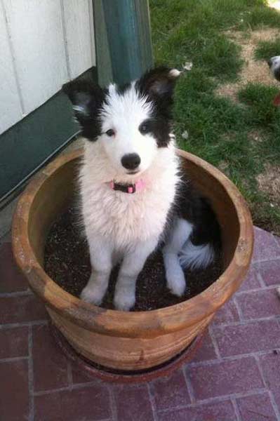 Jasmine wet in the flowerpot