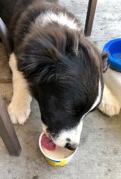 Ailis gets doggy yogurt treat