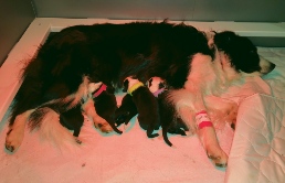 Hailey with her just-born pups