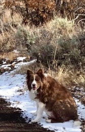 Hank, 9 years, on a hike