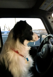 Jax behind the wheel