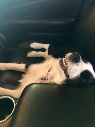 Maisie napping in car (long day!)
