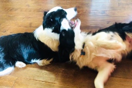 Maisie and Jax wrestling