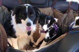 Nash & Tanzi in car hammock