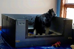 Orion in Hailey's whelping box
